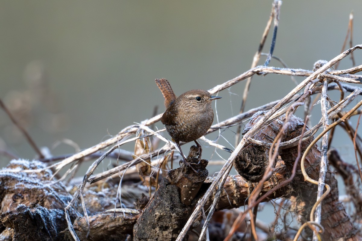 Winter Wren - ML646370428