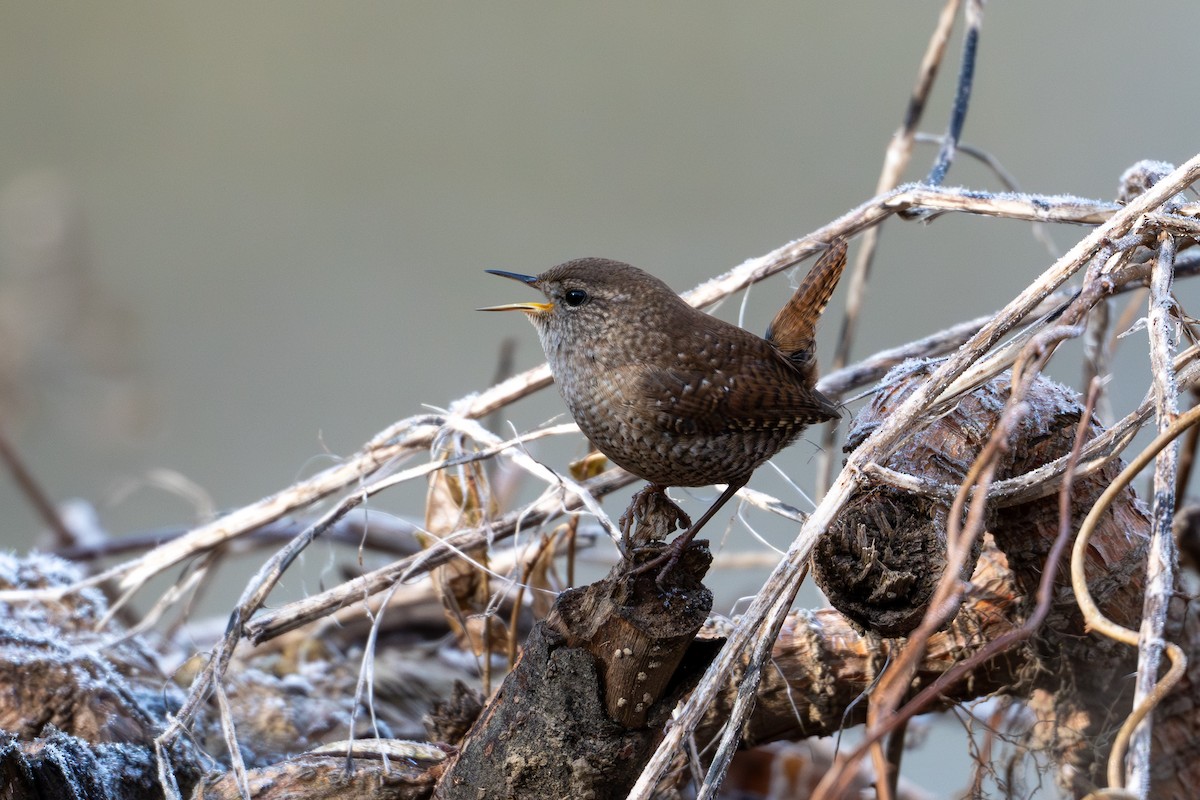 Winter Wren - ML646370429