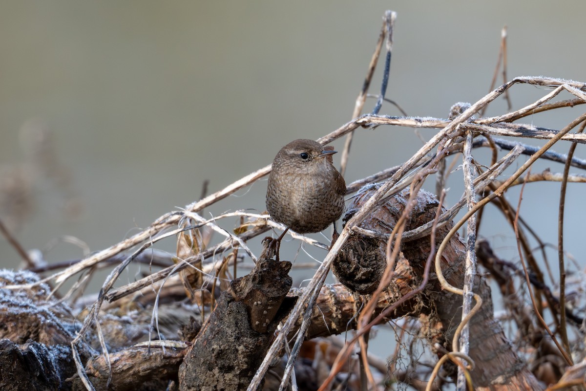 Winter Wren - ML646370430