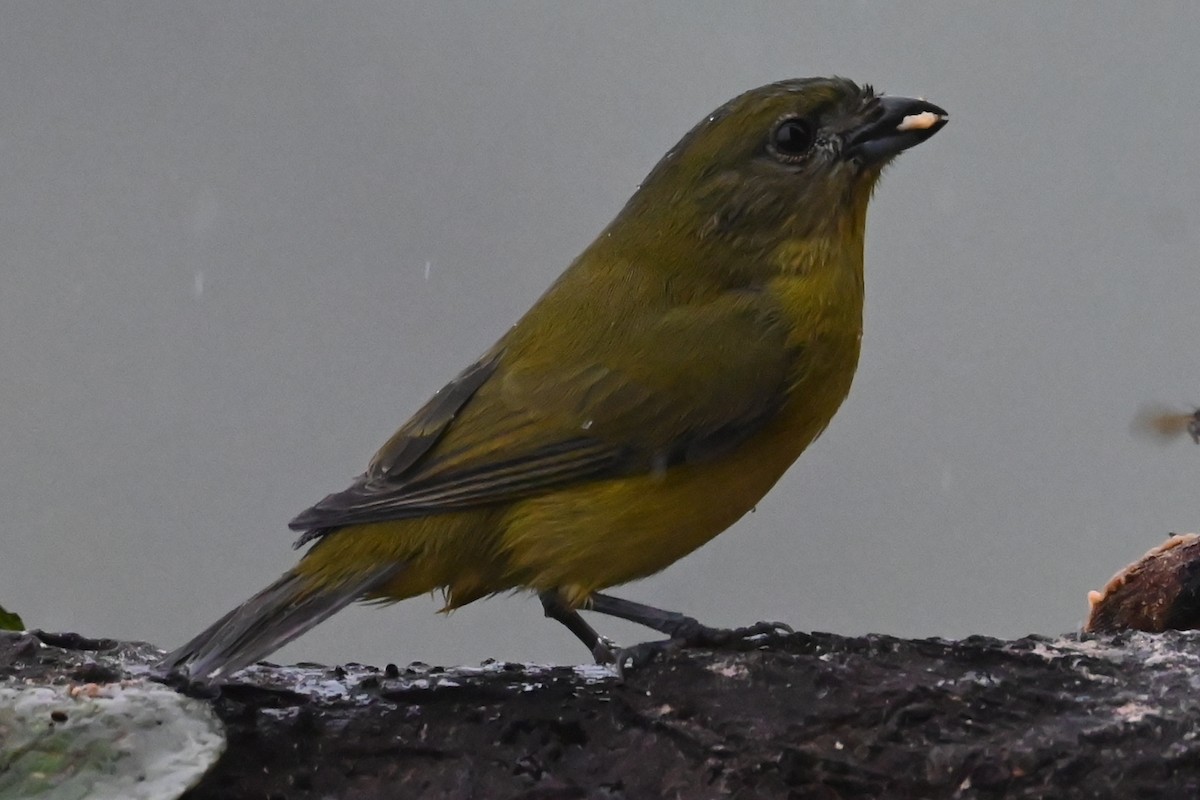 Thick-billed Euphonia - ML646370431
