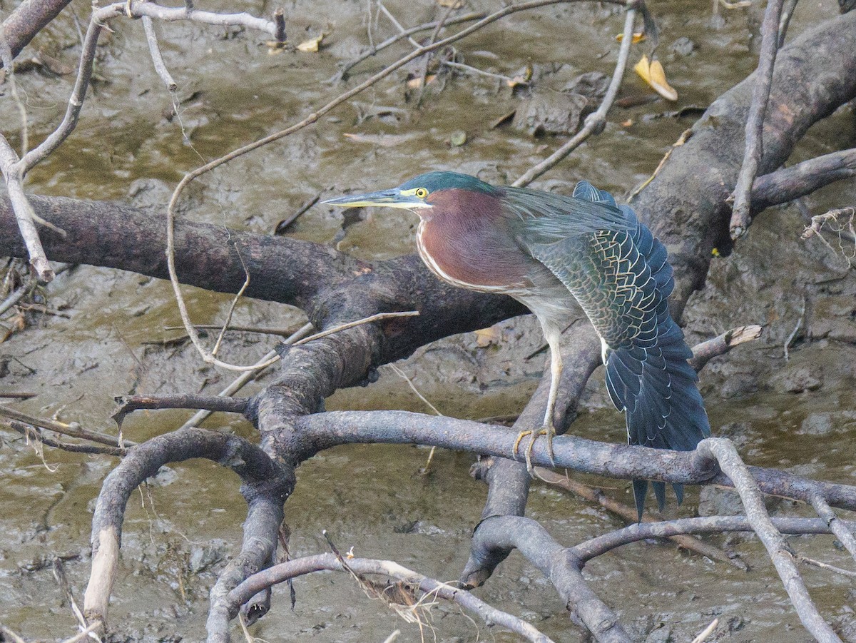Green Heron - ML646370432