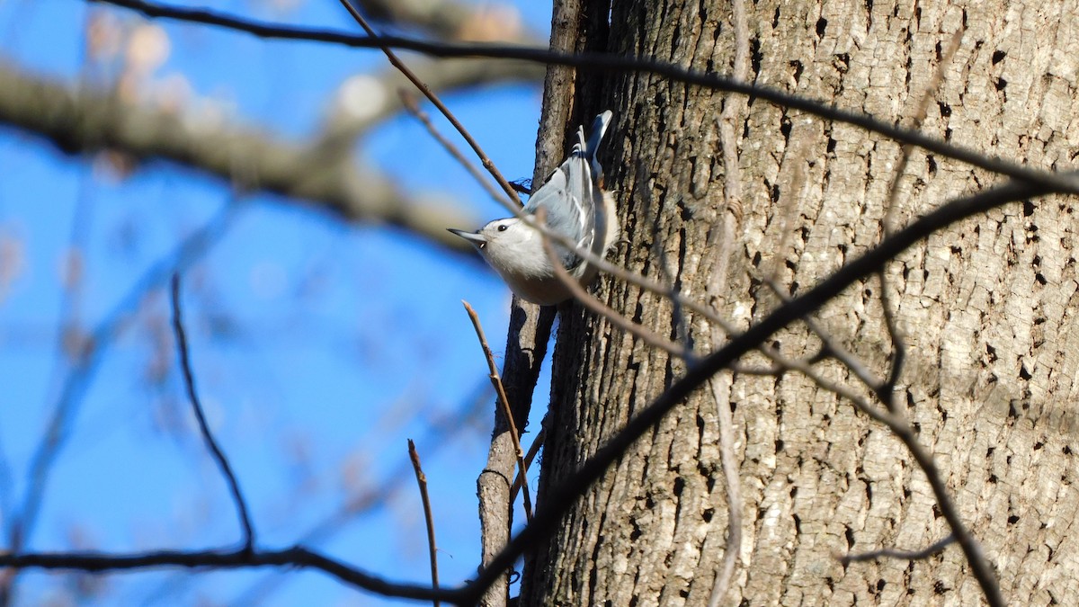 Sittelle à poitrine blanche - ML646370434
