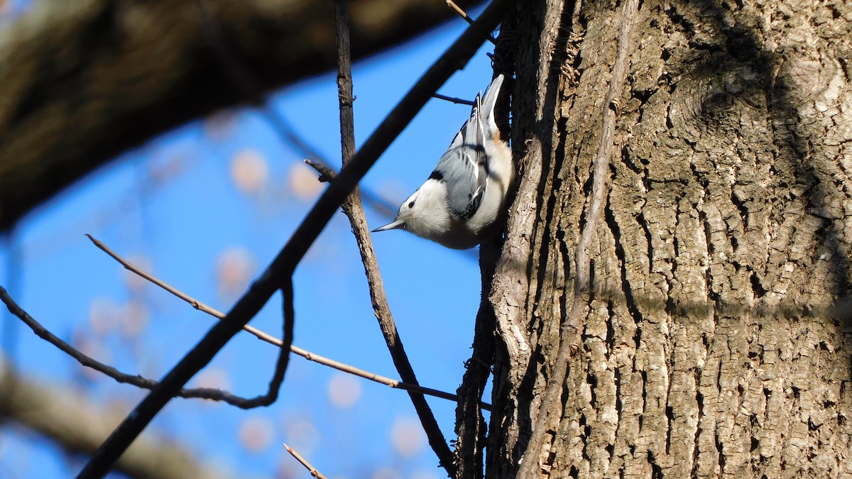 Sittelle à poitrine blanche - ML646370435