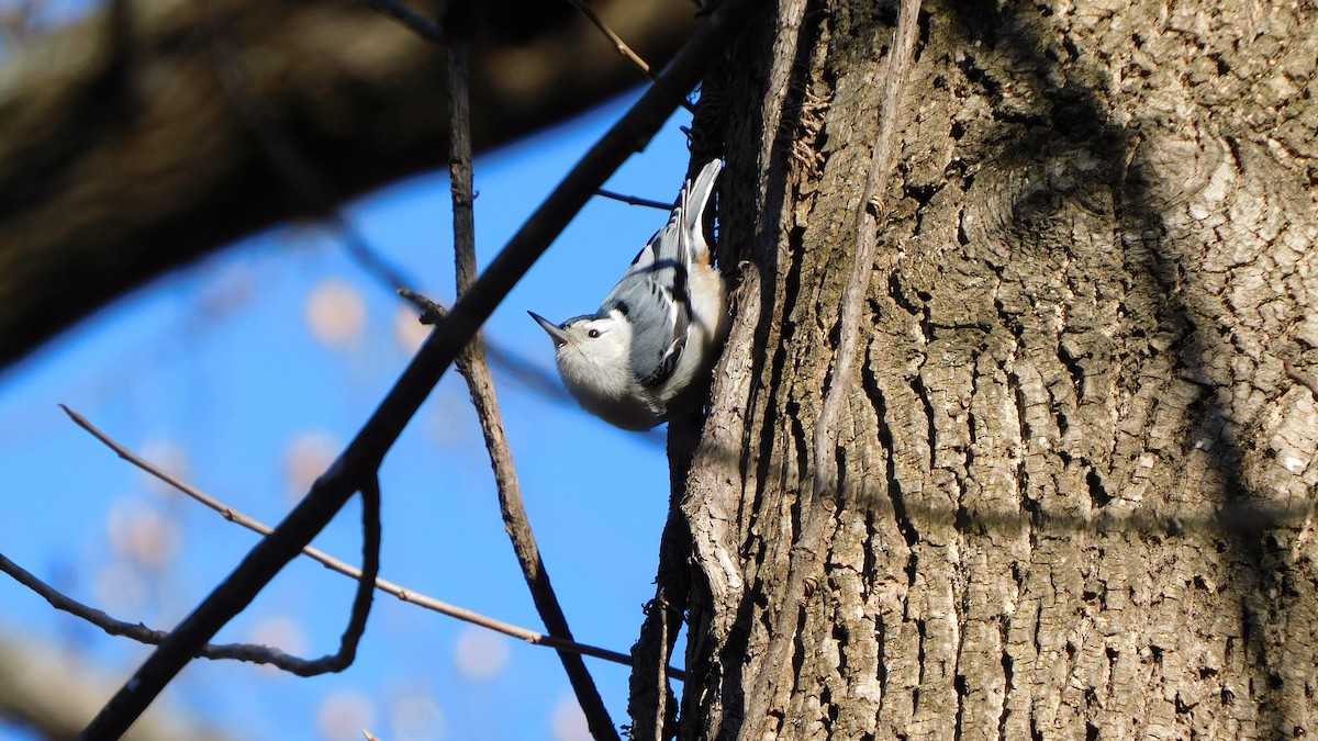 Sittelle à poitrine blanche - ML646370436
