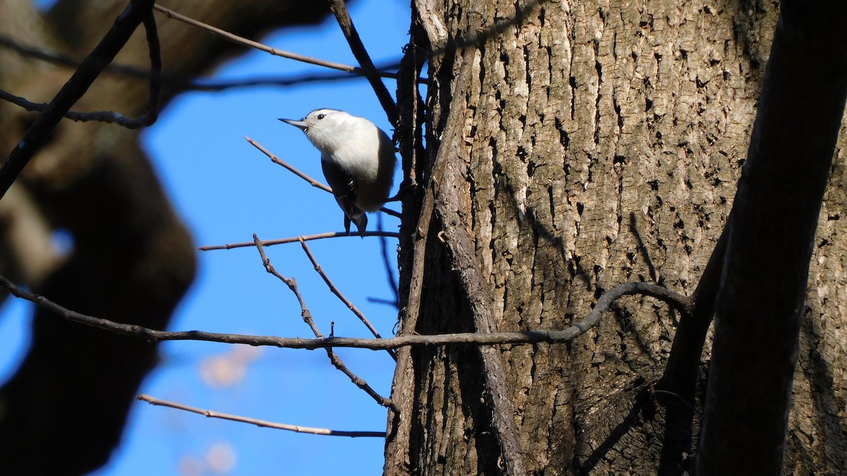 Sittelle à poitrine blanche - ML646370437