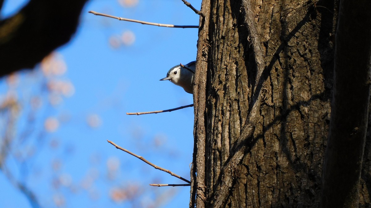 Sittelle à poitrine blanche - ML646370438
