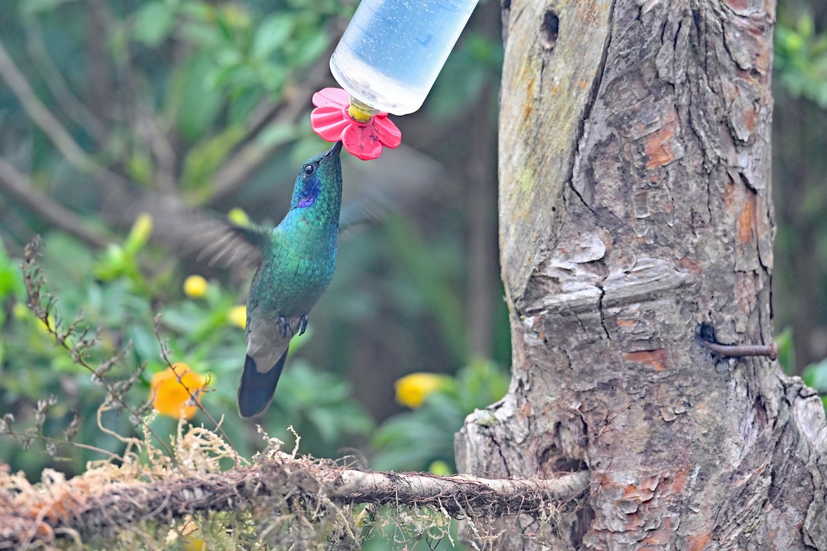 Lesser Violetear - ML646370440