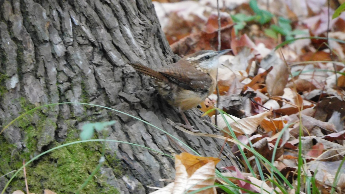 Carolina Wren - ML646370441