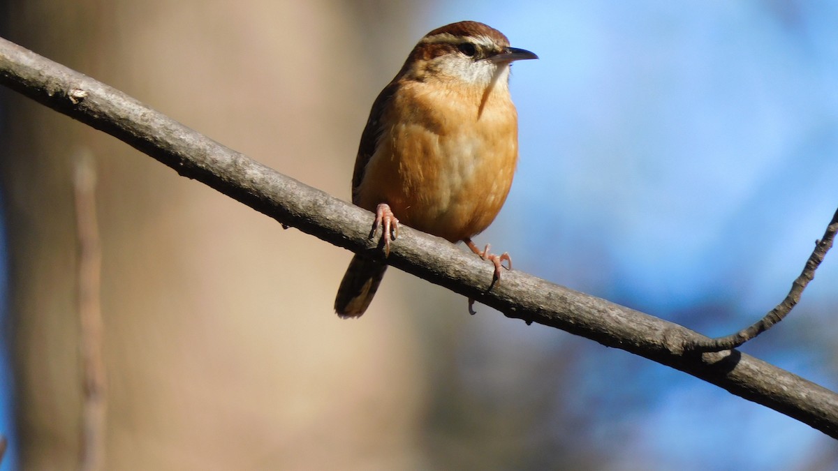 Carolina Wren - ML646370442
