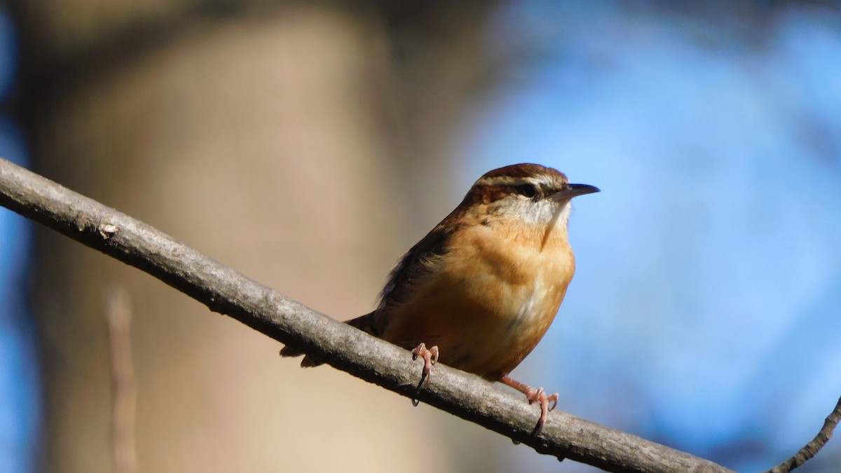 Carolina Wren - ML646370443
