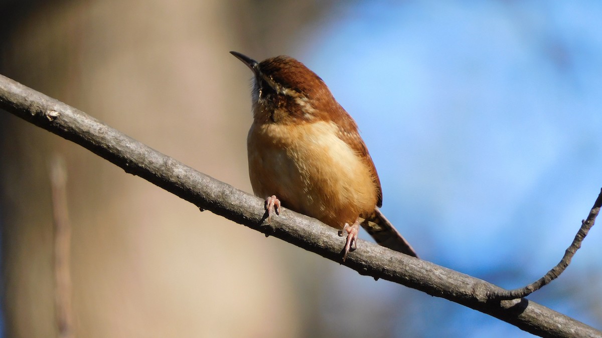 Carolina Wren - ML646370444