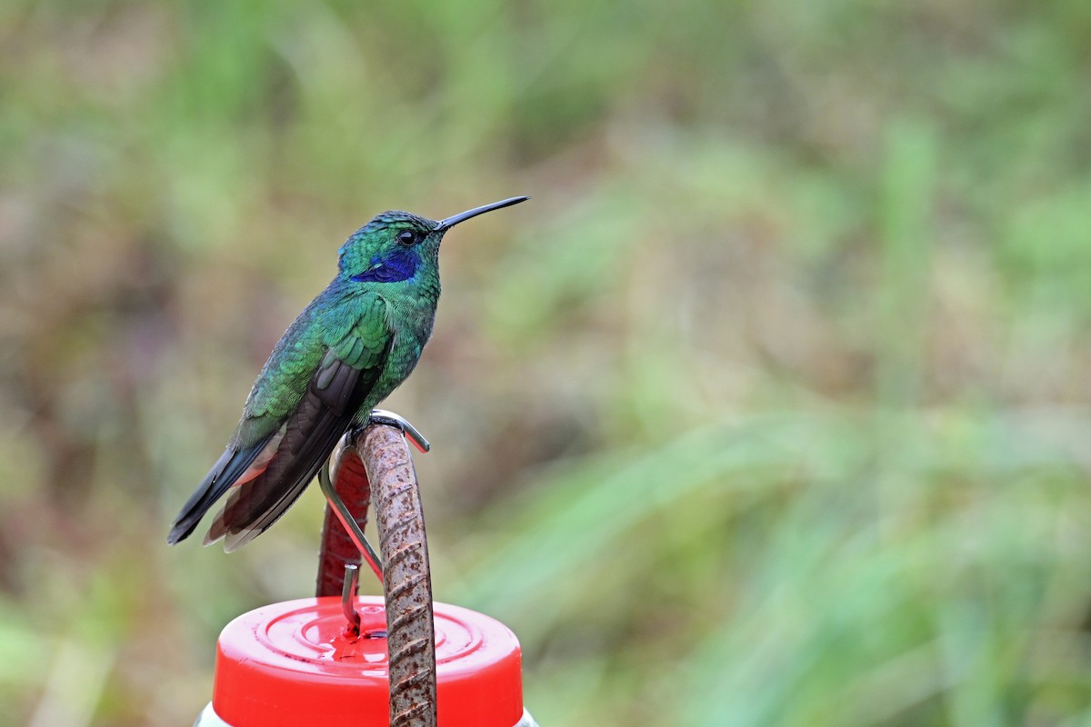 Lesser Violetear - ML646370447