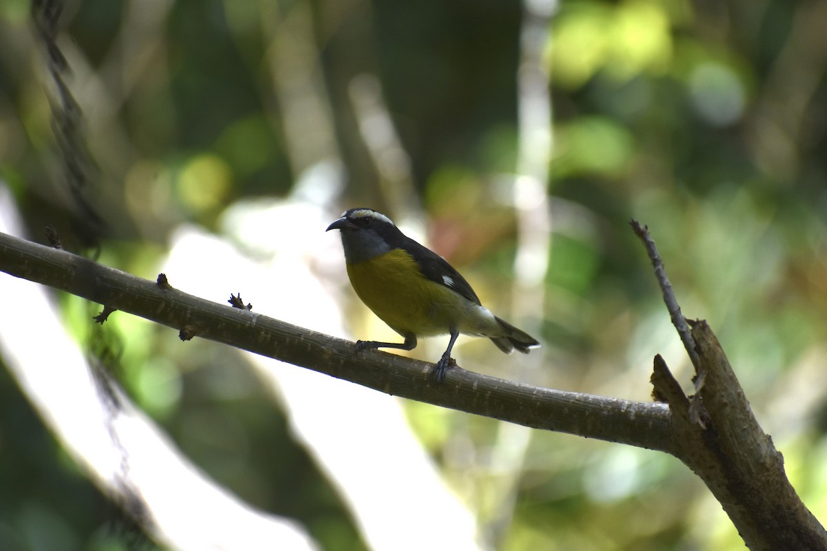 Bananaquit (Puerto Rico) - ML646370448