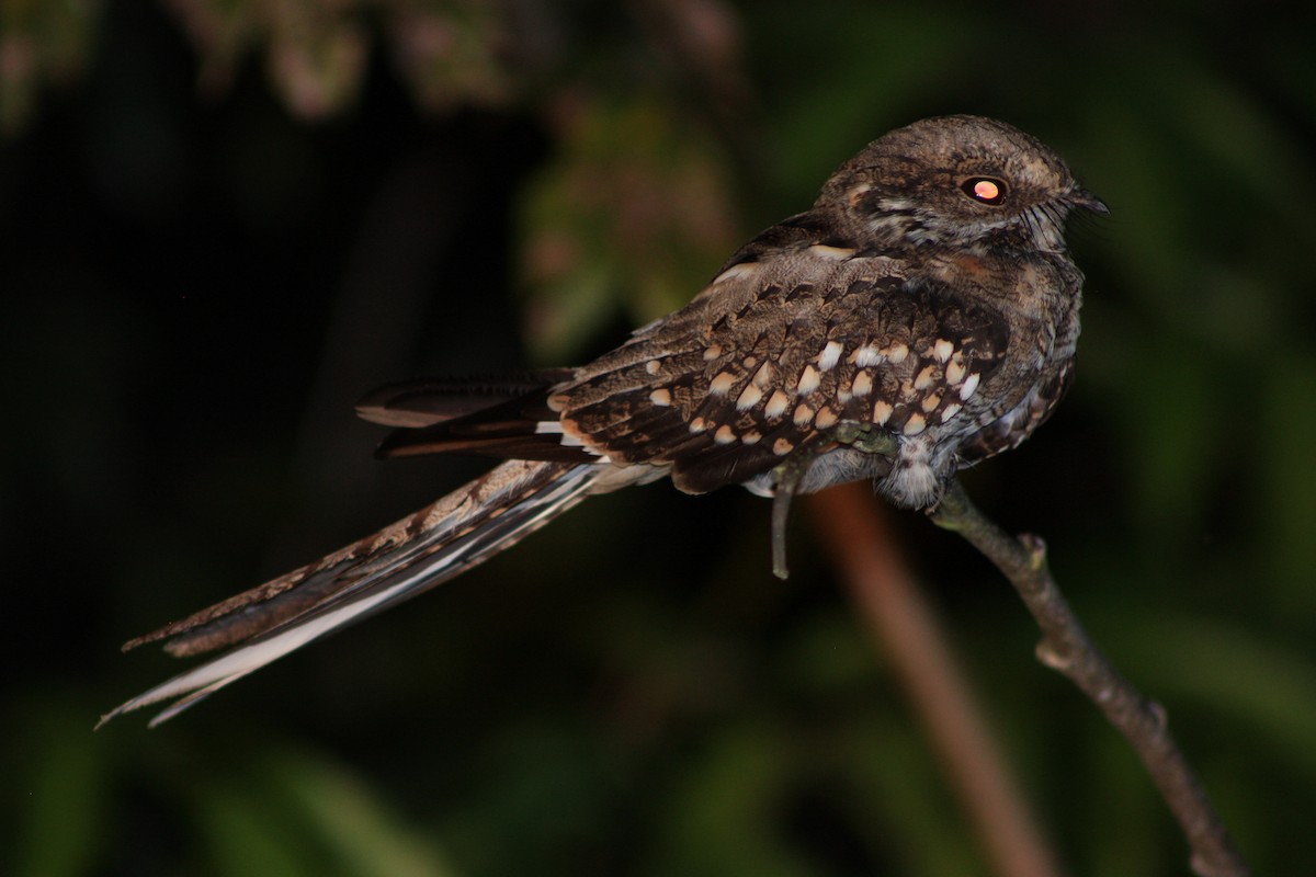 Ladder-tailed Nightjar - ML646370449