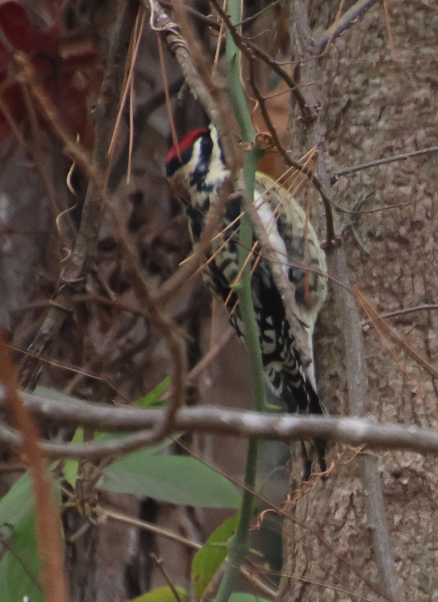 Yellow-bellied Sapsucker - ML646370450