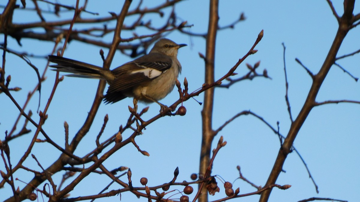 Пересмішник багатоголосий - ML646370452