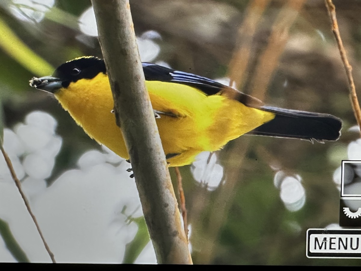 Blue-winged Mountain Tanager - ML646370453
