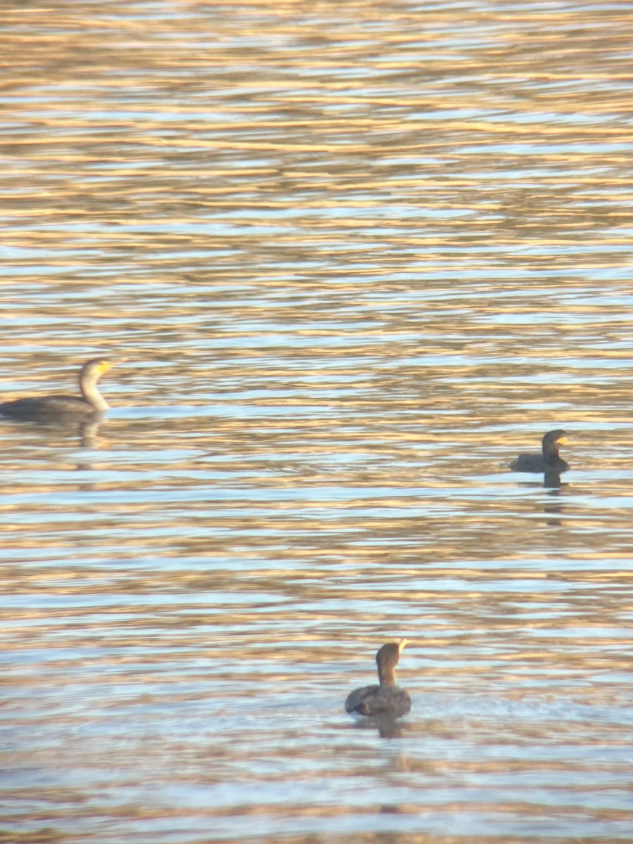 Neotropic Cormorant - ML646370454