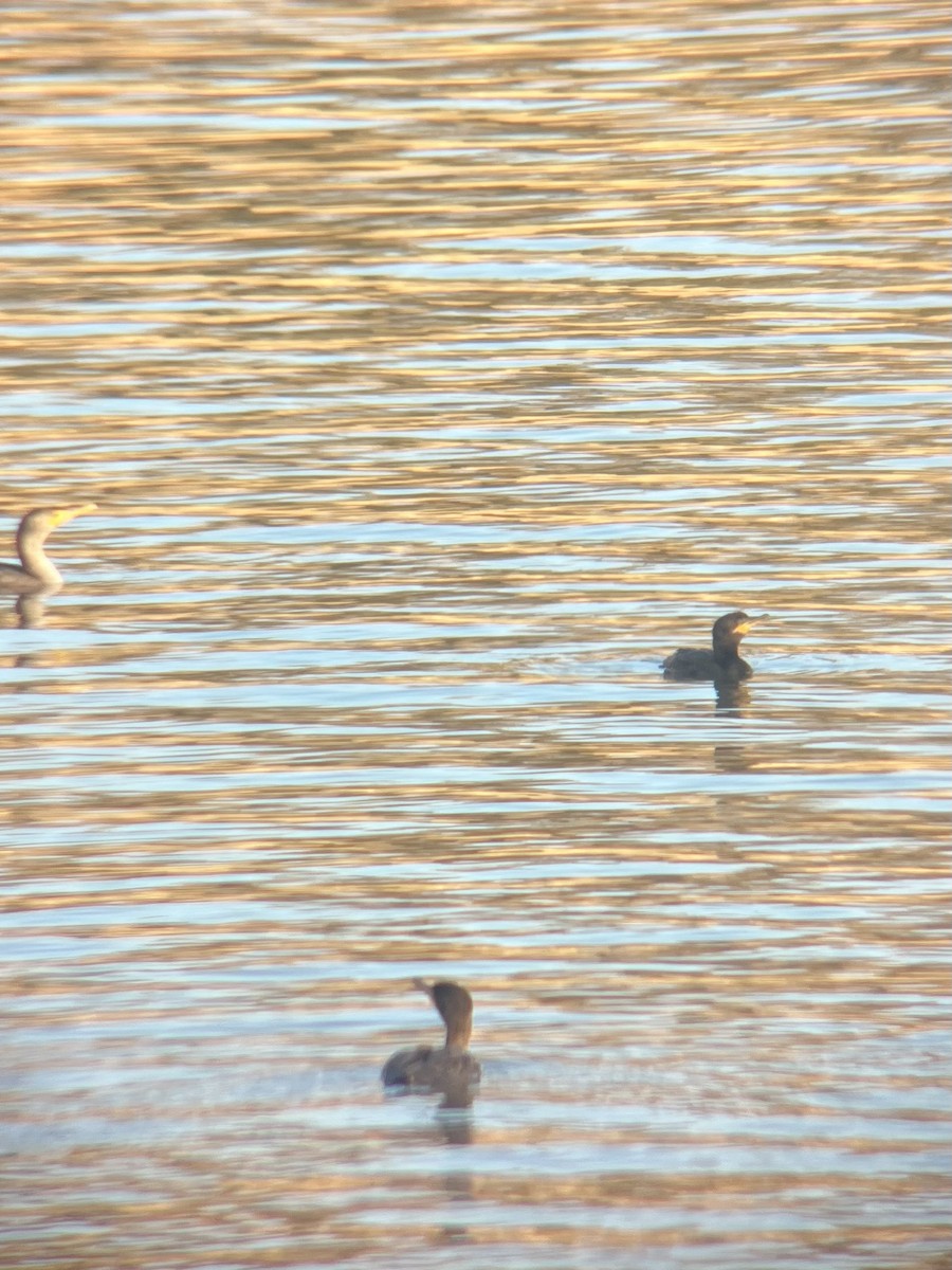 Neotropic Cormorant - ML646370455