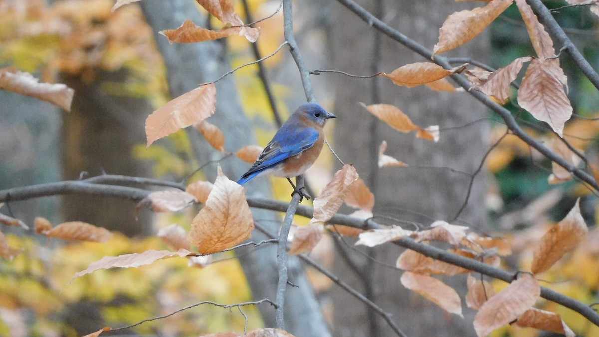 Блакитник східний - ML646370458