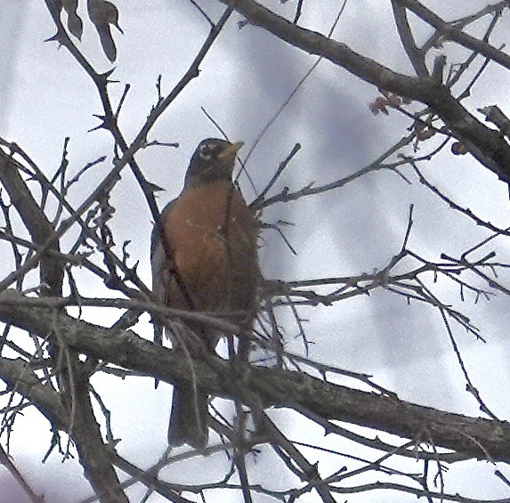 American Robin - ML646370459