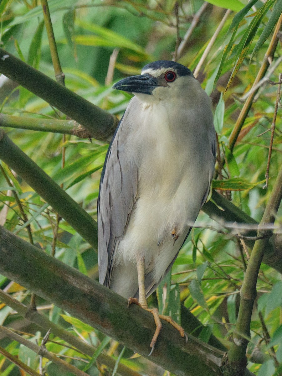 Black-crowned Night Heron - ML646370460