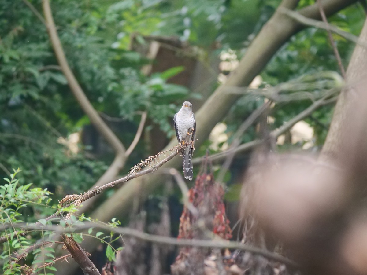 Common Cuckoo - ML646370461