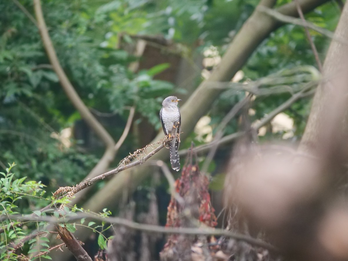 Common Cuckoo - ML646370462