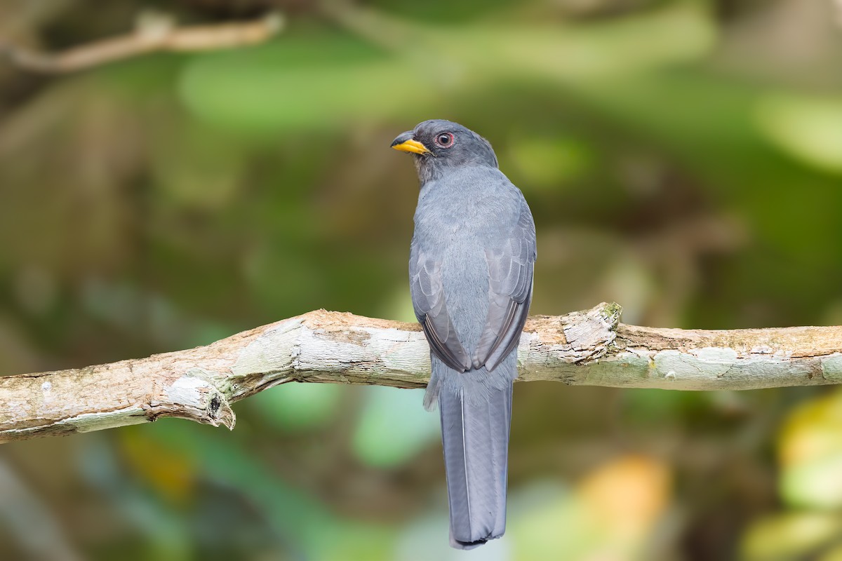 Black-tailed Trogon - ML646370463
