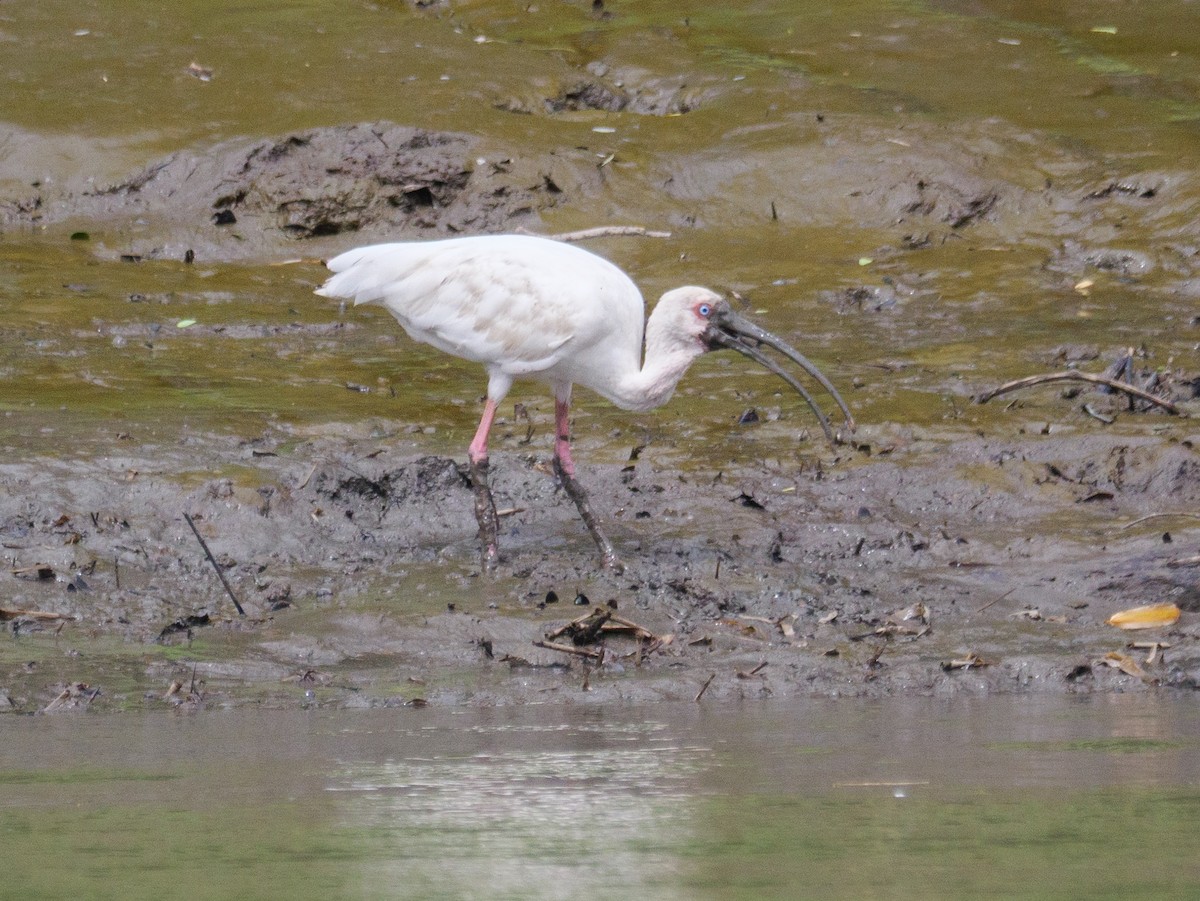 White Ibis - ML646370464