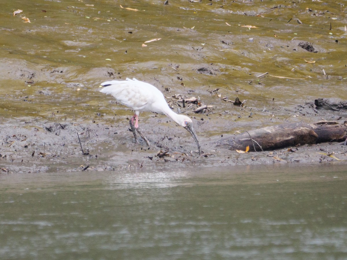 White Ibis - ML646370465