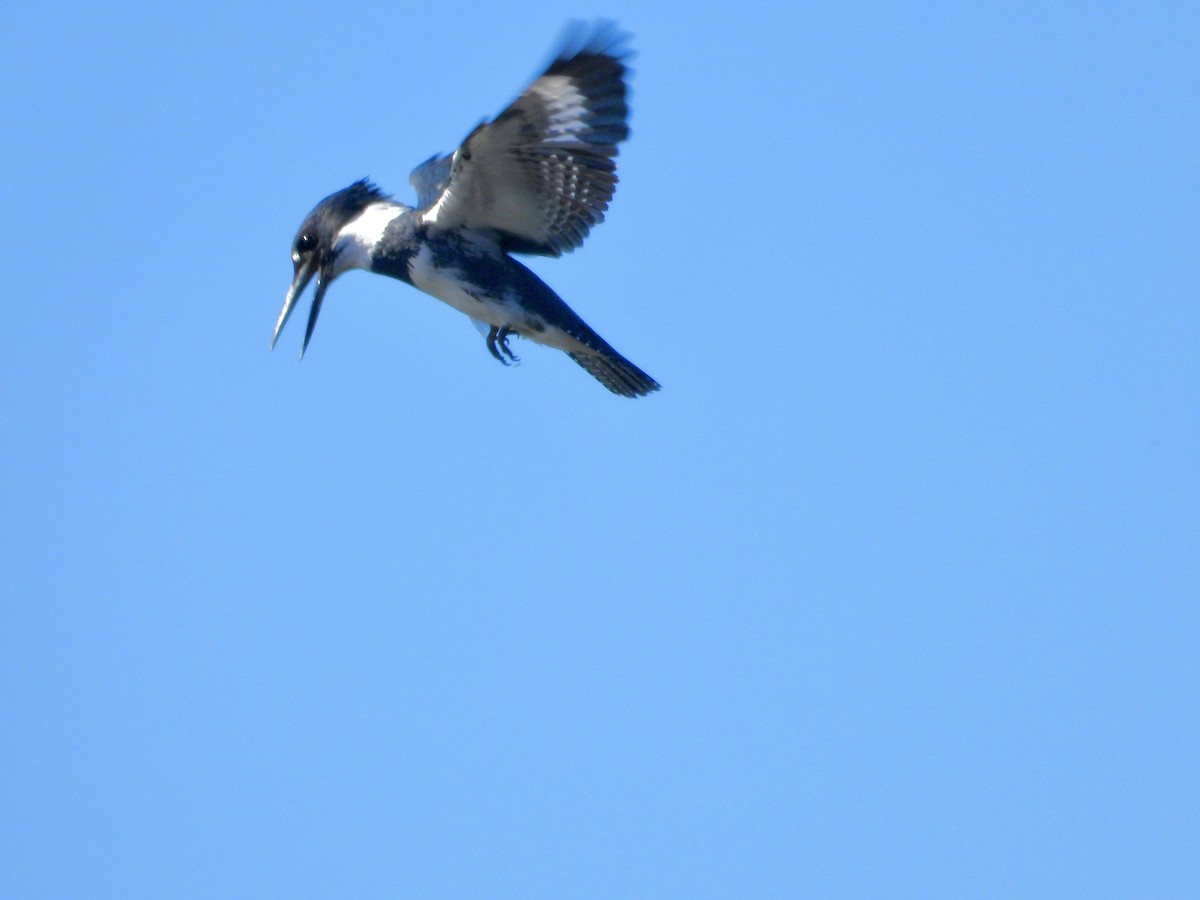Belted Kingfisher - ML646370466