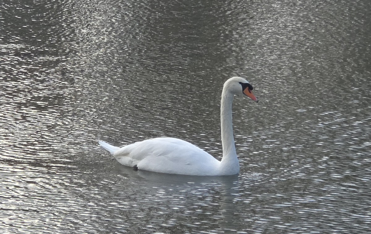 labuť velká - ML646370467