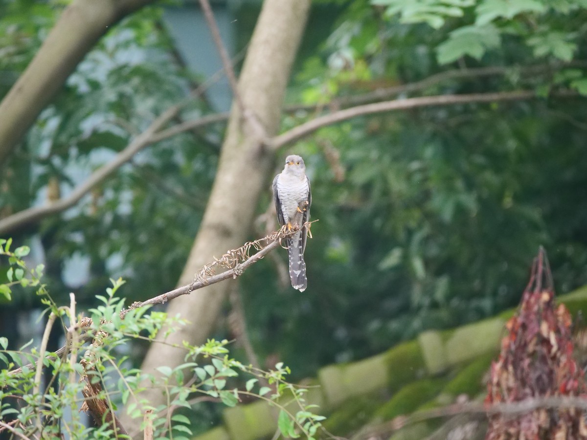 Common Cuckoo - ML646370468