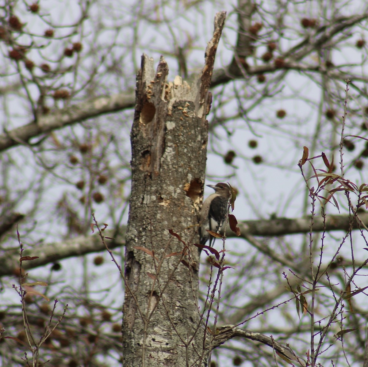 Гіла червоноголова - ML646370471