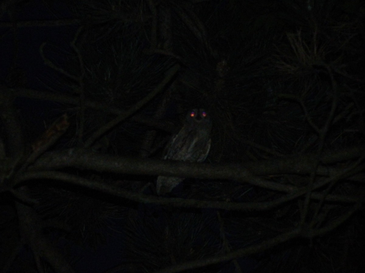 Eurasian Scops-Owl - ML646370472