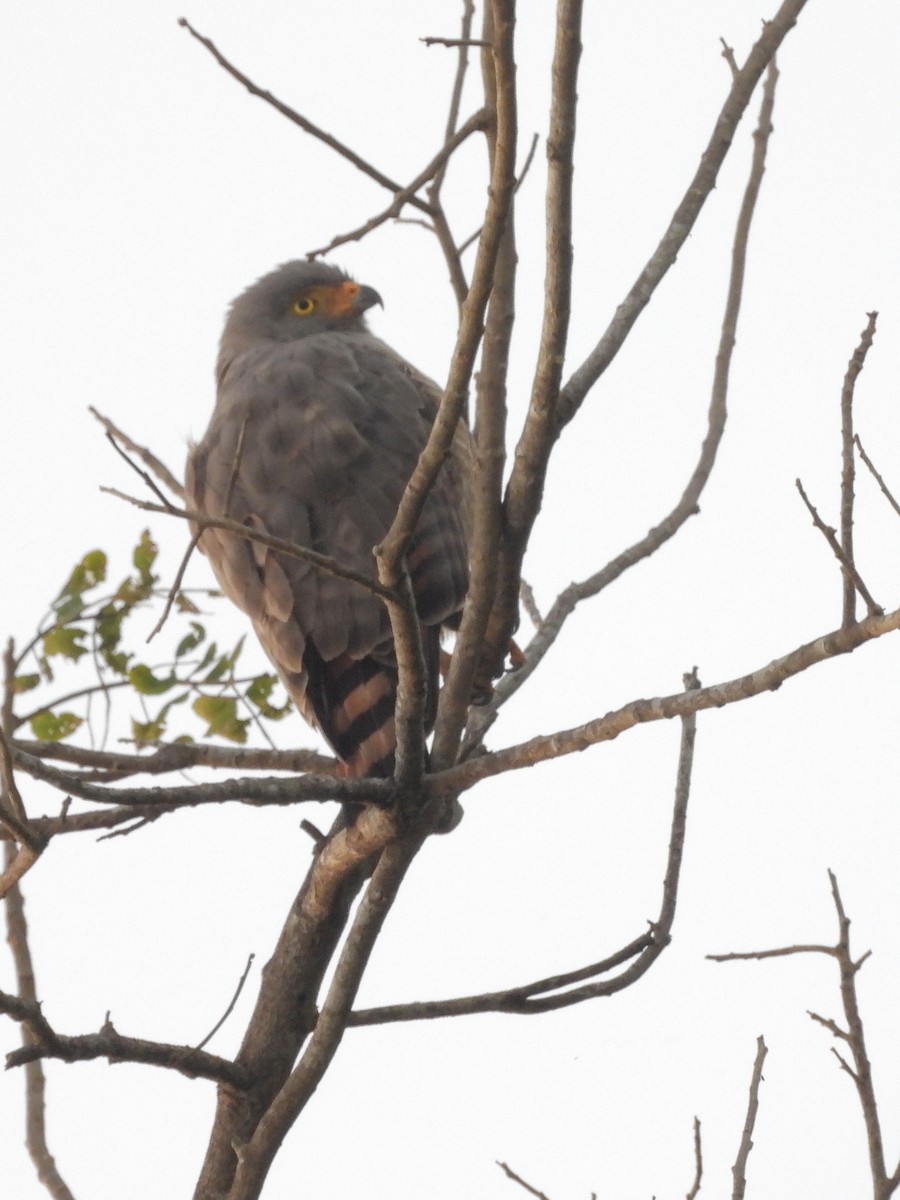 Yol Şahini - ML646370473