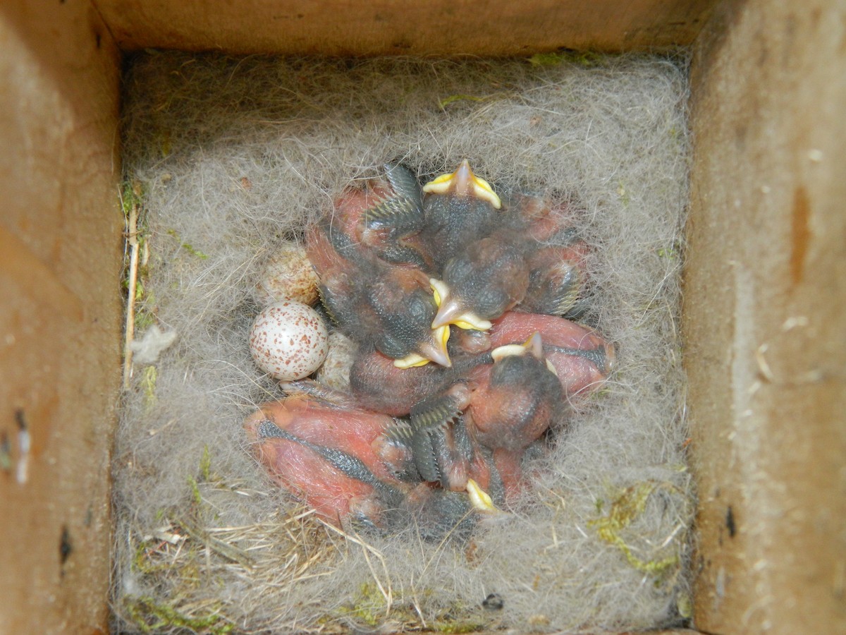 Great Tit - ML646370475