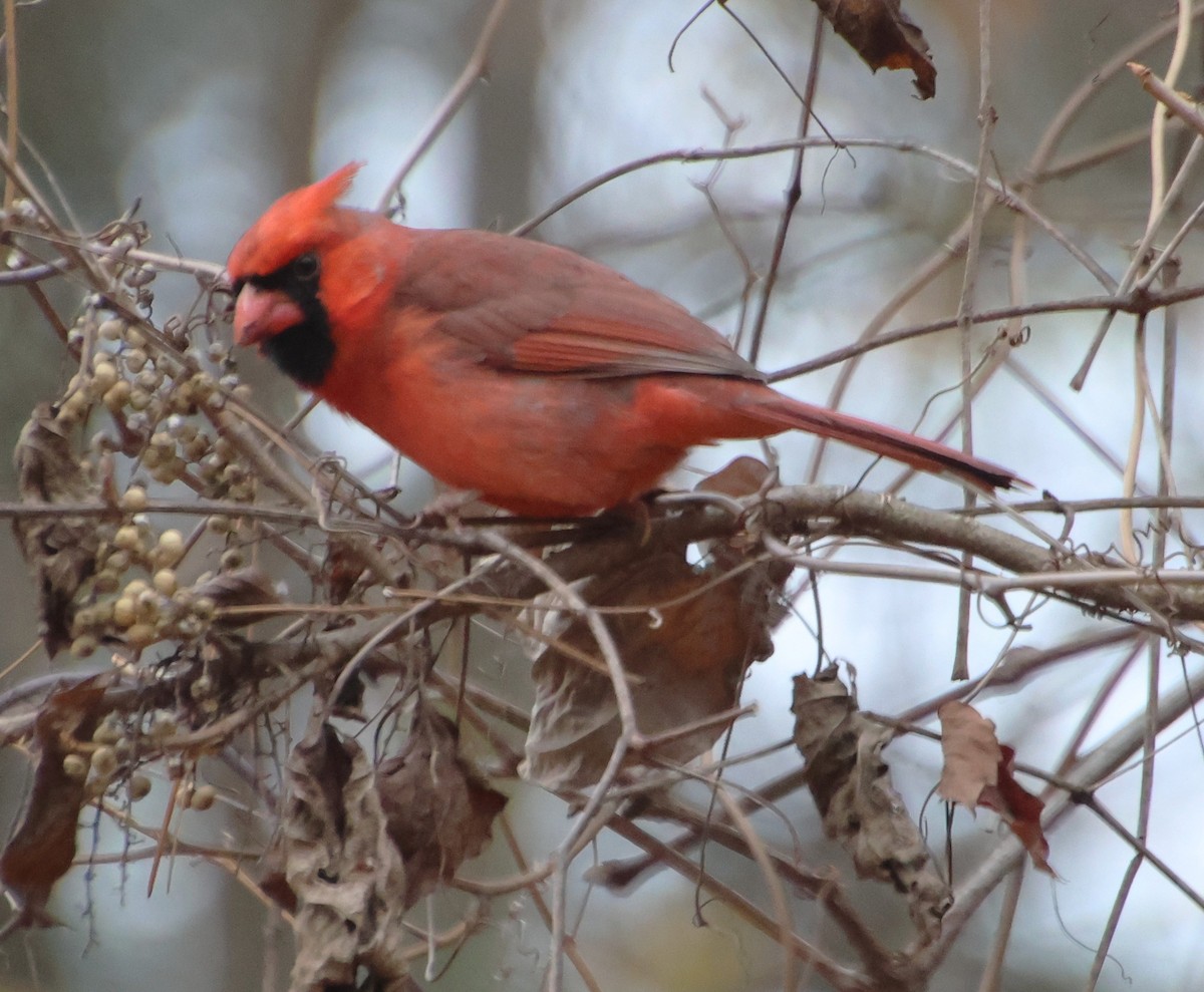 Northern Cardinal - ML646370476