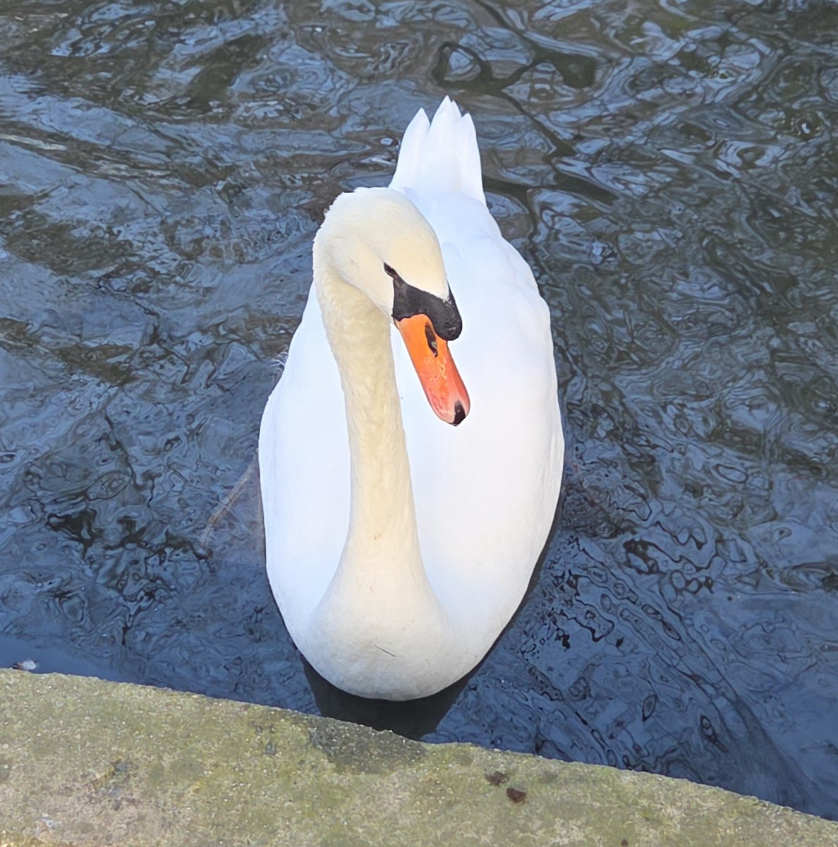 labuť velká - ML646370477