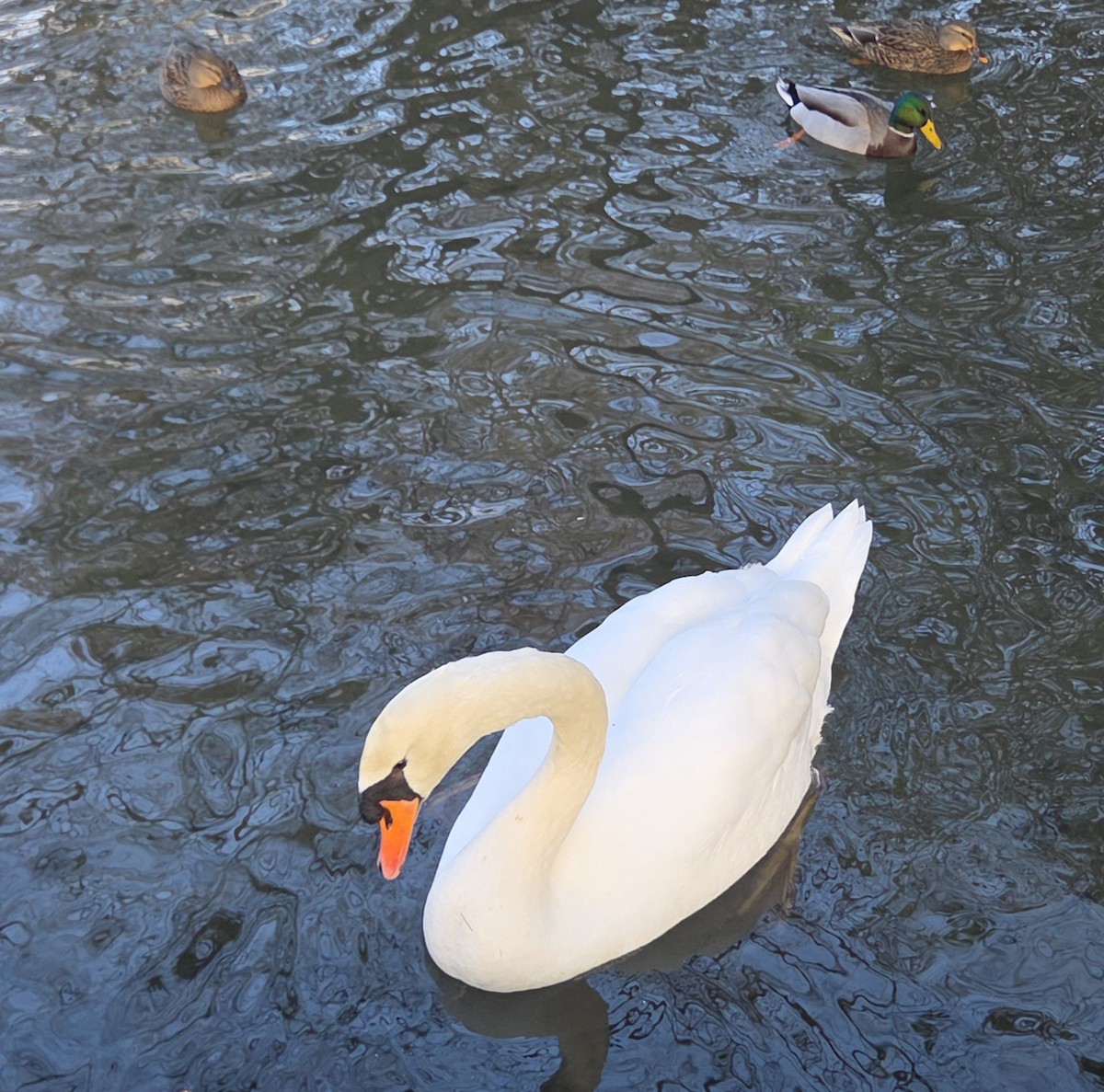 labuť velká - ML646370478