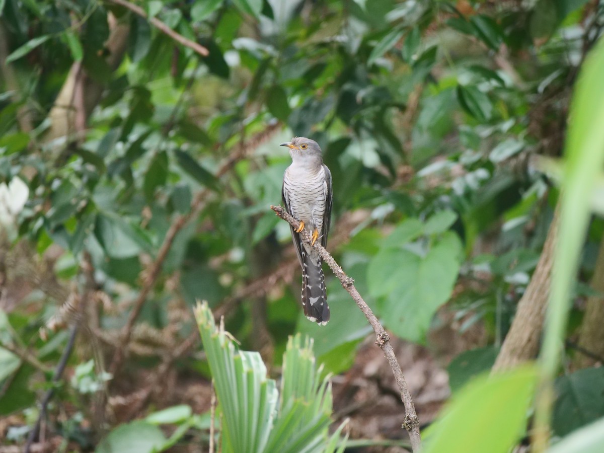 Common Cuckoo - ML646370480