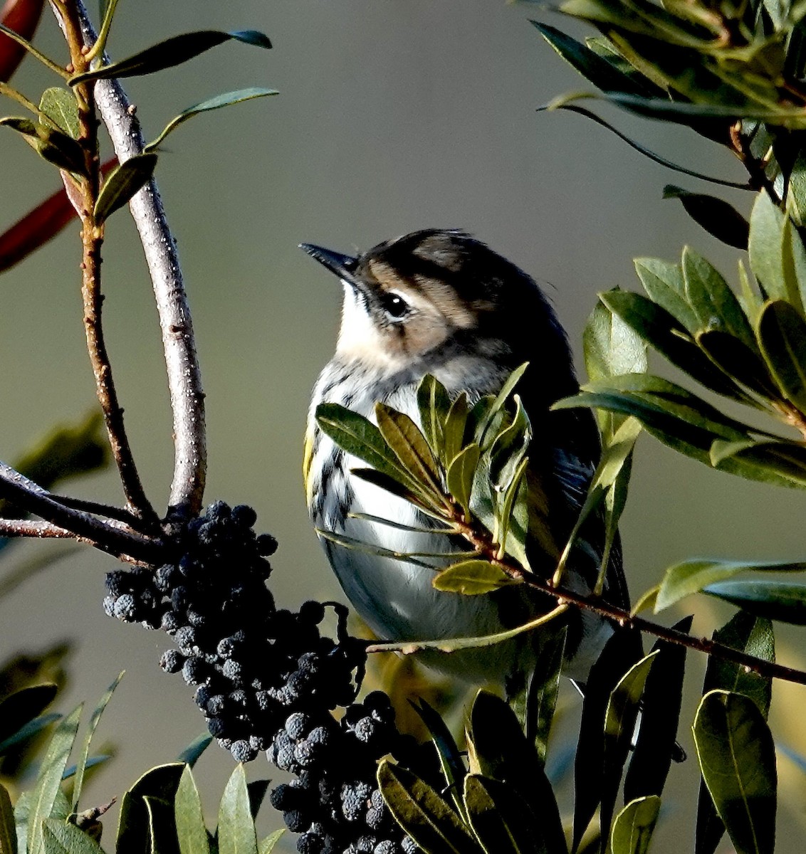 Yellow-rumped Warbler - ML646370483