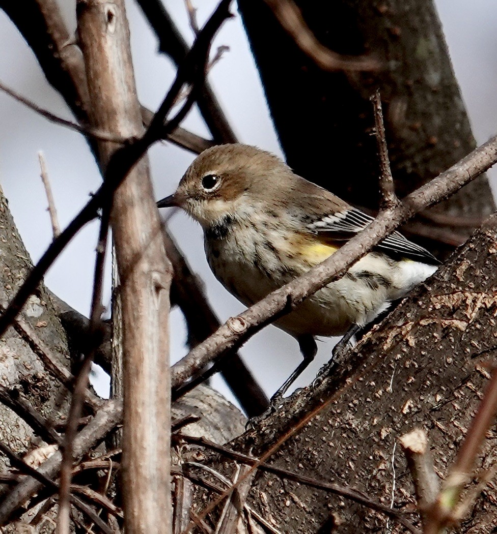 Yellow-rumped Warbler - ML646370484