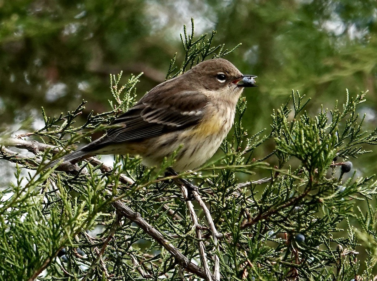 Yellow-rumped Warbler - ML646370485