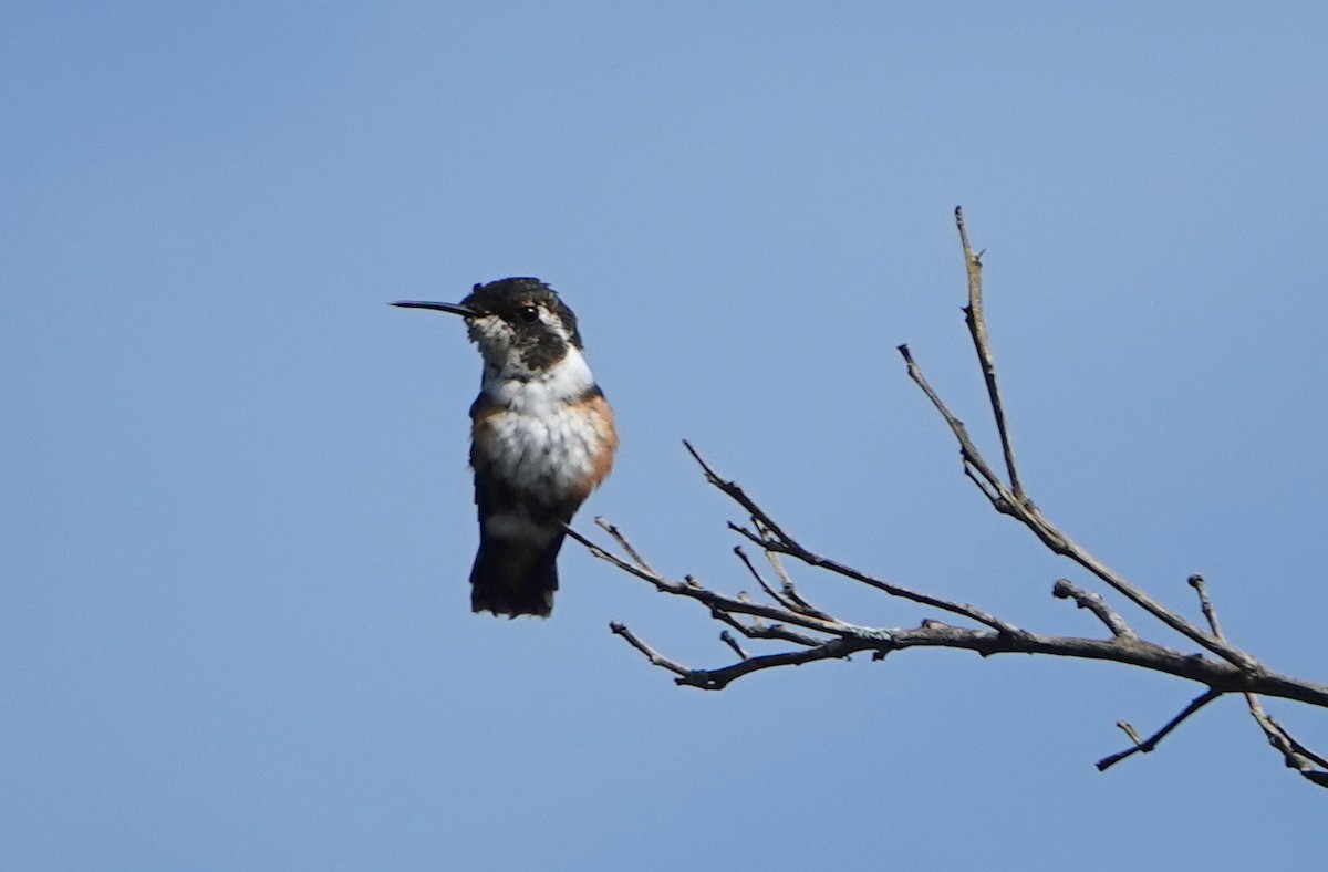 White-bellied Woodstar - ML646370486