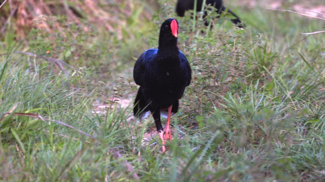 Razor-billed Curassow - ML646370487