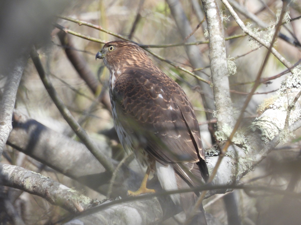 Cooper's Hawk - ML646370488