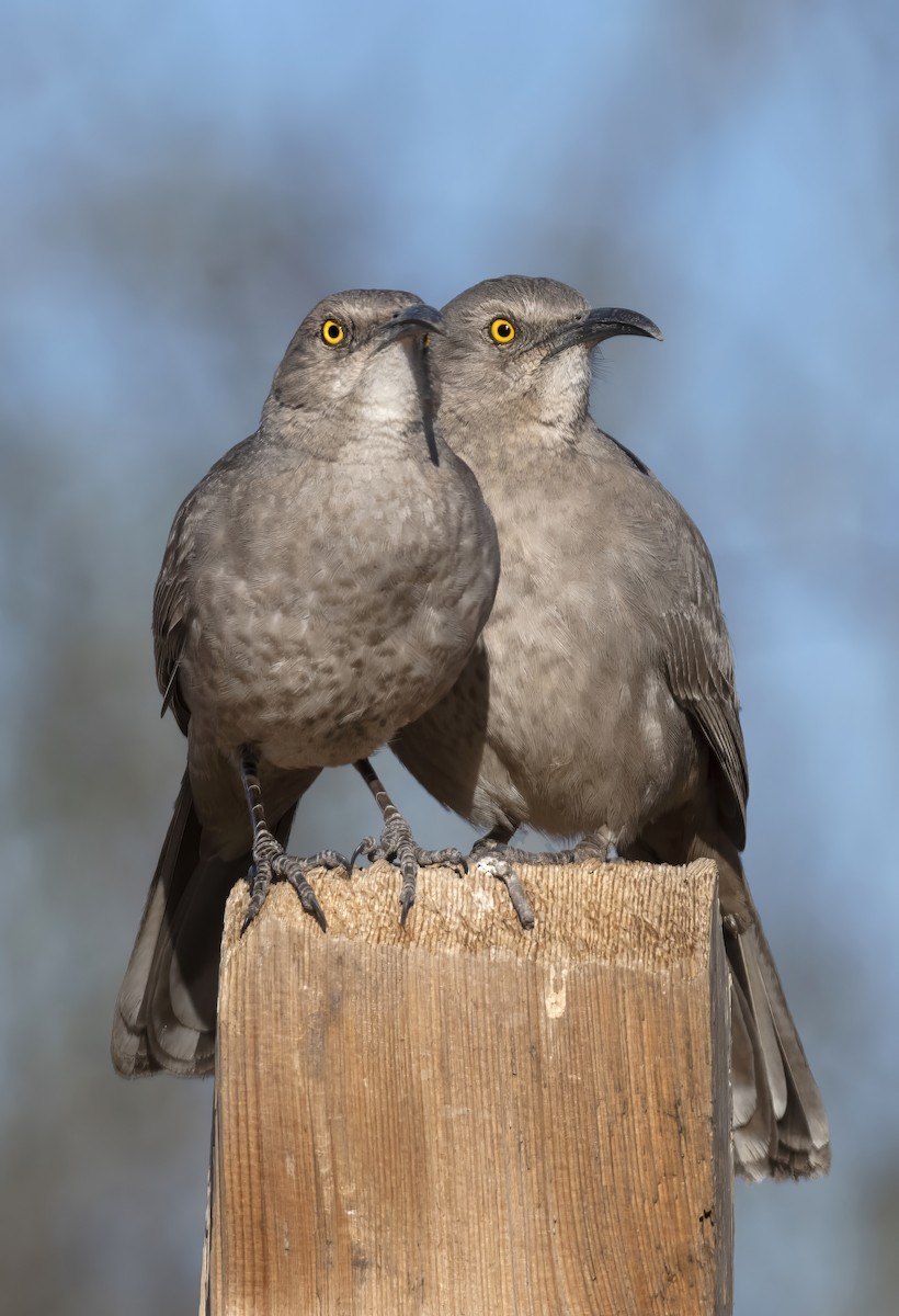 drozdec skvrnitoprsý - ML646370489