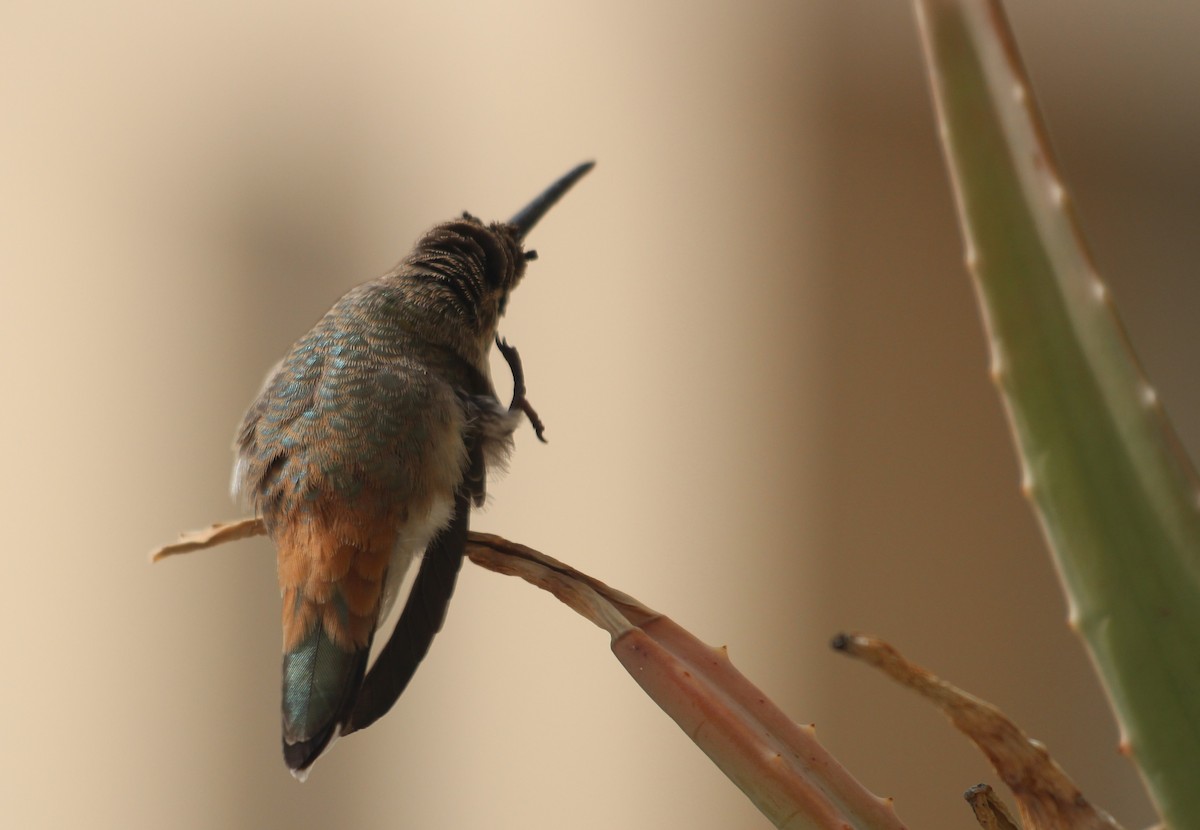 Oasis Hummingbird - ML646370490